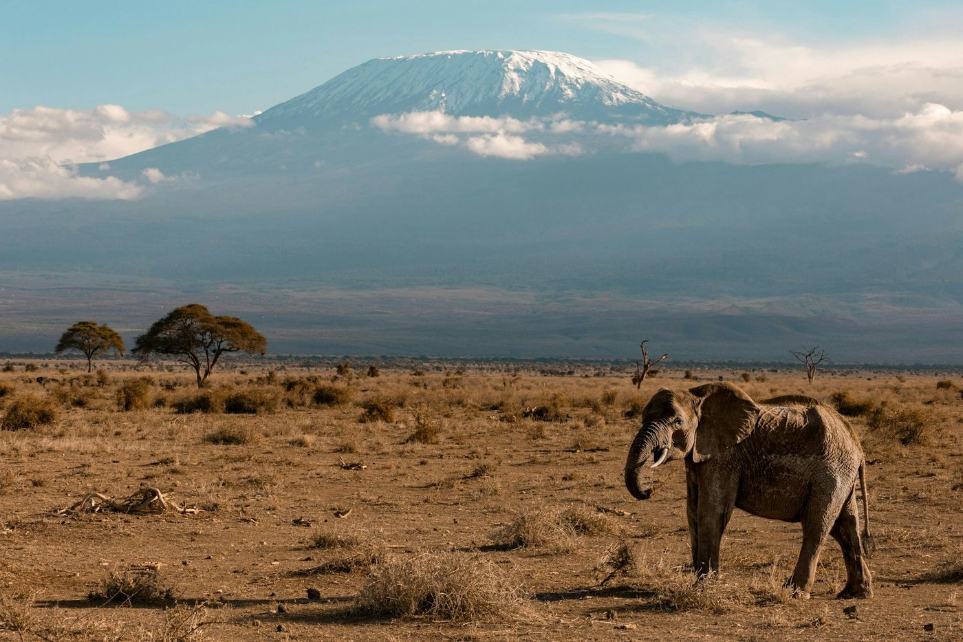 Elefante con el Kilimanjaro al fondo